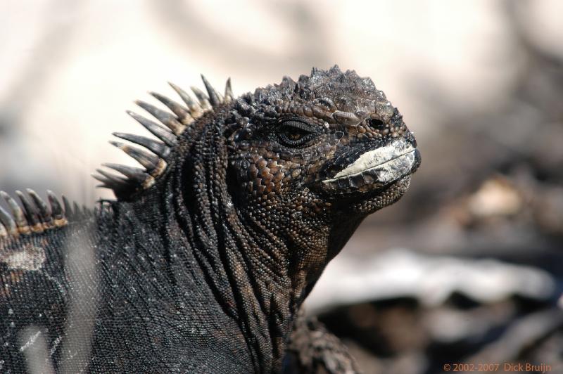 ECU0519.jpg - Ecuador: Galapagos: Santa Cruz: Marine Iguana