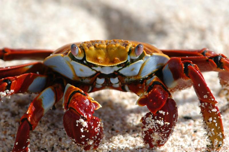 ECU0521.jpg - Ecuador: Galapagos: Santa Cruz: Sally Lightfoot Crab