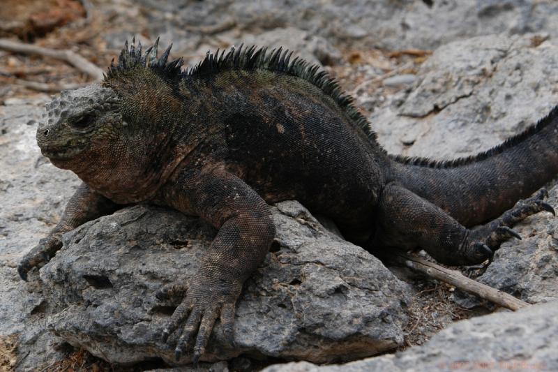 ECU0540.jpg - Ecuador: Galapagos: Santa Cruz: Plazas: Marine Iguana