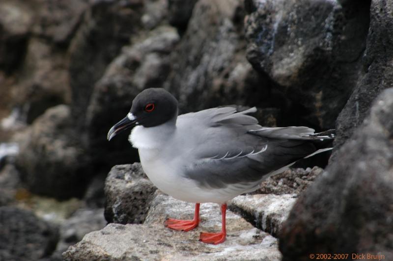 ECU0550.jpg - Ecuador: Galapagos: Santa Cruz: Plazas: Swallow-tailed Gull