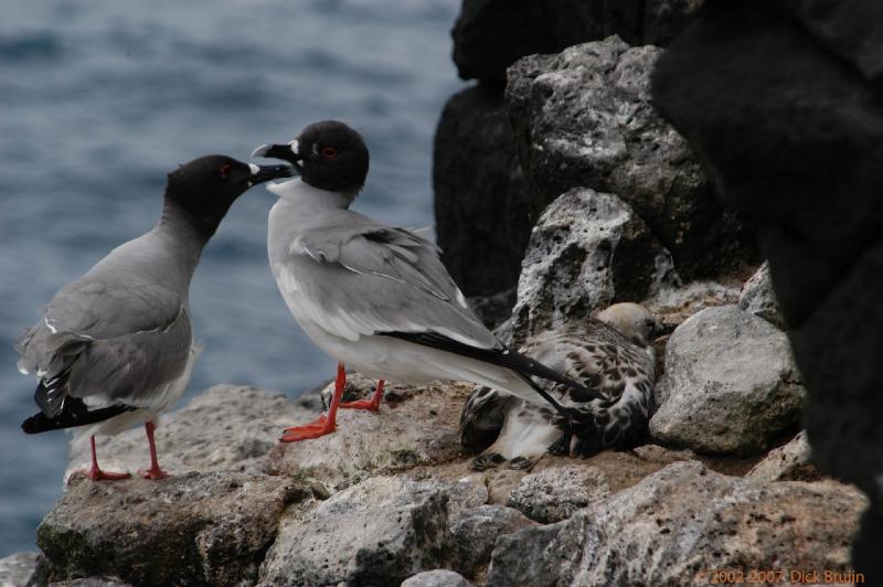 ECU0551.jpg - Ecuador: Galapagos: Santa Cruz: Plazas: Swallow-tailed Gull