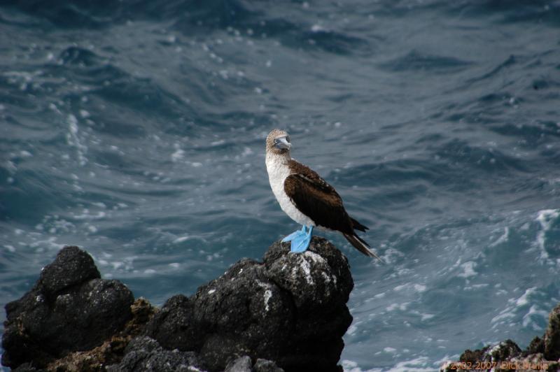 ECU0553.jpg - Ecuador: Galapagos: Santa Cruz: Plazas: Blue-footed Booby