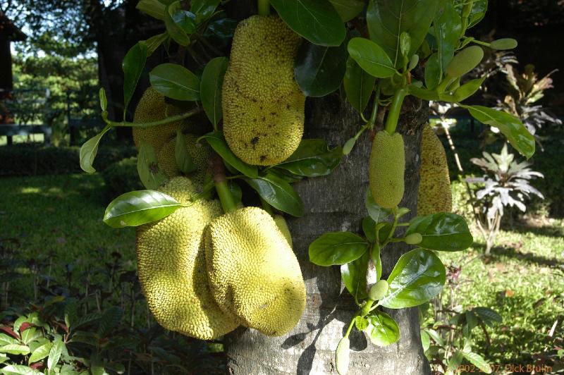 DSC_0619.jpg - Thailand,Jackfruit,Hotel Baan Suang Fon