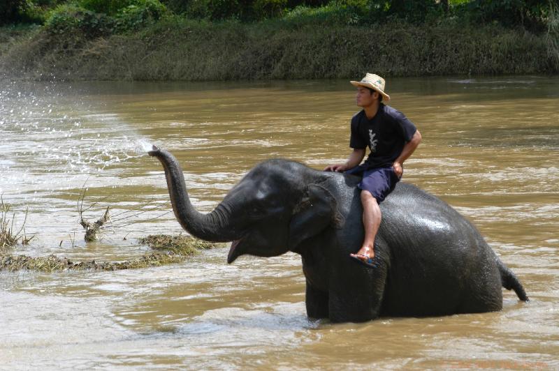 DSC_0907.jpg - Thailand:near Chang Mai:Mae Tamann:elephant training