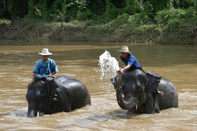 DSC_0908.jpg - Thailand:near Chang Mai:Mae Tamann:elephant training