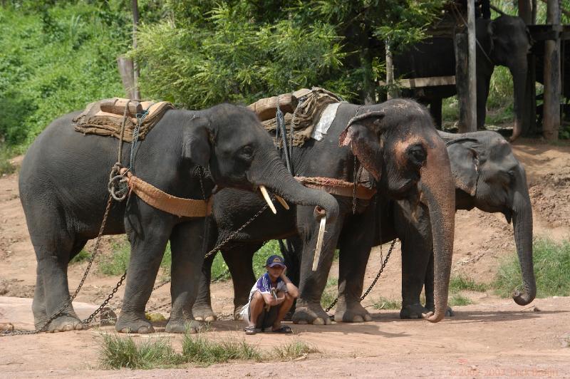 DSC_0910.jpg - Thailand:near Chang Mai:Mae Tamann:elephant training