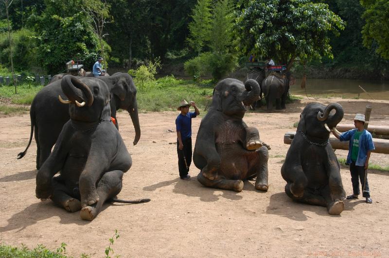 DSC_0916.jpg - Thailand:near Chang Mai:Mae Tamann:elephant training