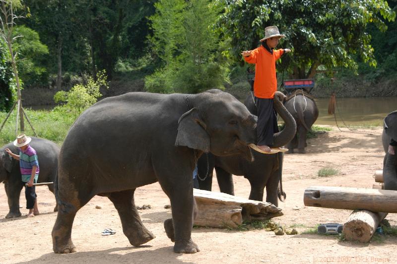 DSC_0918.jpg - Thailand:near Chang Mai:Mae Tamann:elephant training