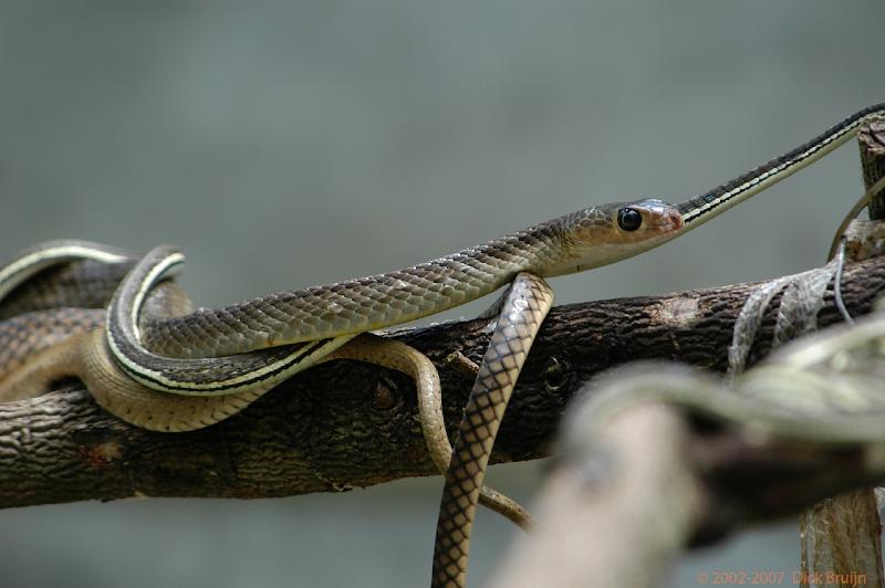 DSC_1102.jpg - Thailand:Chang Mai:snake farm