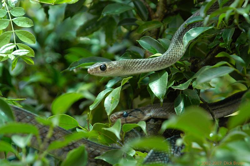 DSC_1117.jpg - Thailand:Chang Mai:snake farm