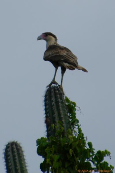 2005-11-10_044216PM.jpg - Curacao,Warawara bird of prey