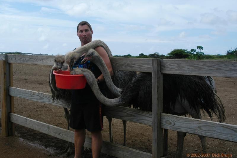 2005-11-15_122148PM.jpg - Curacao,Ostrich Farm