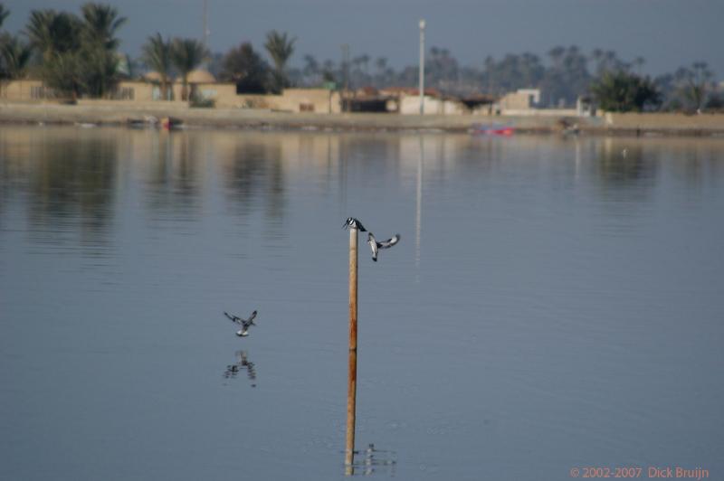 Egypte_20050131-084605.jpg - Egypt: Fayoum: Qarun Lake