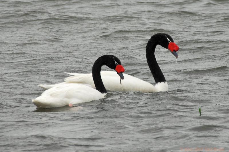 2006-11-14_17-26-28.jpg - Black necked Swan, Pucon, Chile