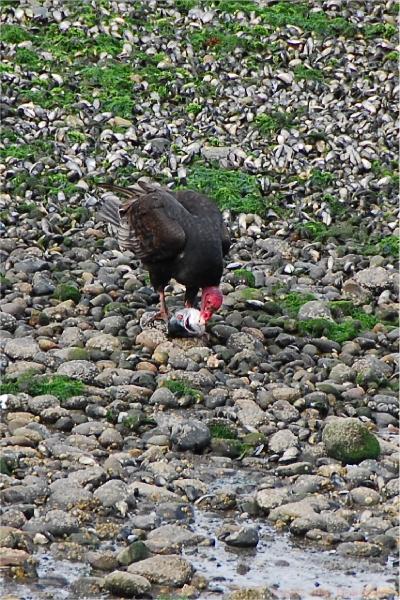 2006-11-15_16-46-35.jpg - Turkey Vulture, Angelmo, Chile