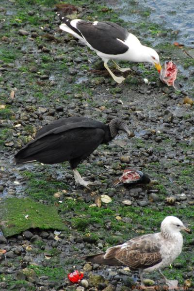 2006-11-15_16-53-23.jpg - Black Vulture & Kelp Gull, Angelmo, Chile