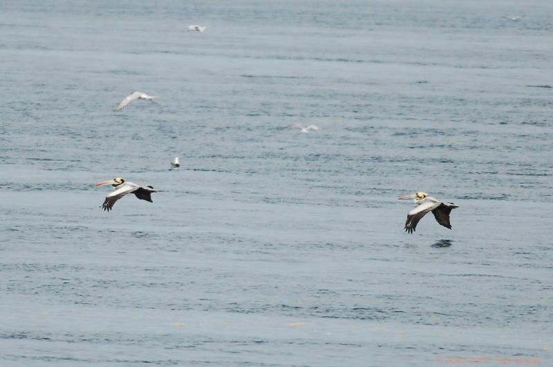 2006-11-16_08-42-30.jpg - Peruvian Pelican, Chiloe, Chile