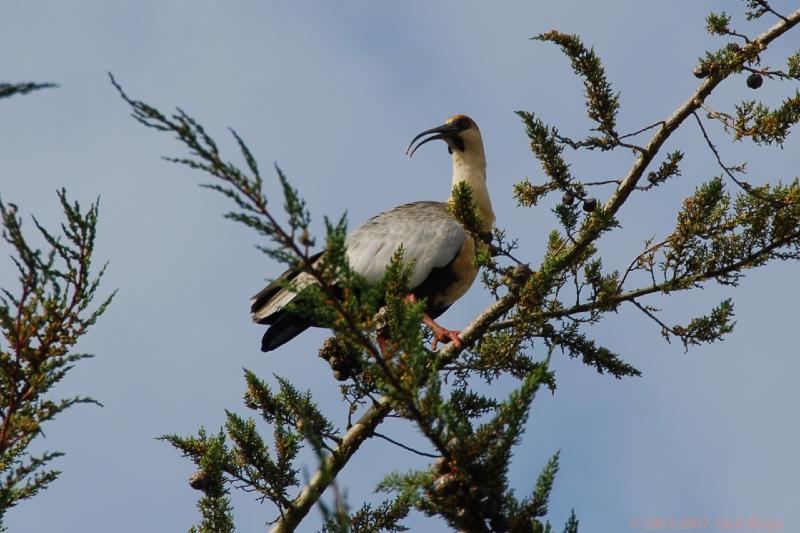 2006-11-16_09-19-14.jpg - Black faced Ibis, Chiloe, Chile