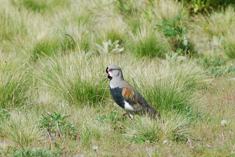 2006-11-19_10-37-12.jpg - Southern Lapwing, Bariloche - Esquel, Argentina