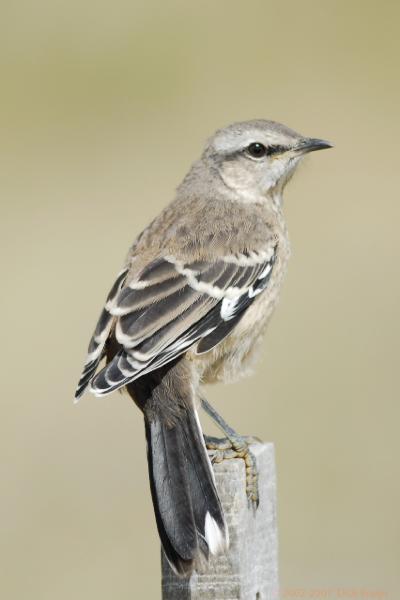 2006-11-21_10-00-47.jpg - Patagonian Mockingbird, Peninsula Valdes, Argentina