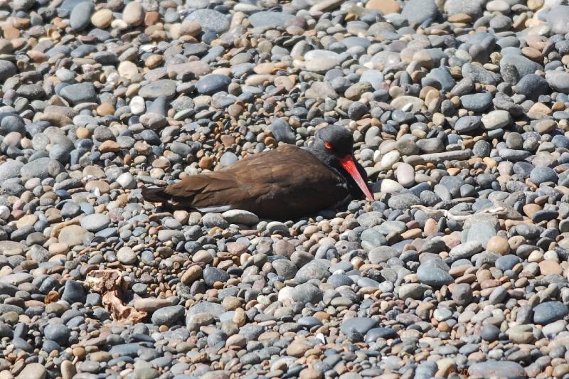 2006-11-21_10-43-50.jpg - Blackish Oystercatcher, Peninsula Valdes, Argentina