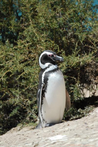 2006-11-21_11-28-21.jpg - Magellanic Penguin, Peninsula Valdes, Argentina