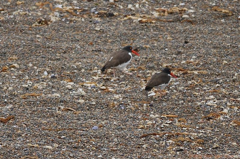 2006-11-21_12-32-02.jpg - American Oystercatcher, Peninsula Valdes, Argentina