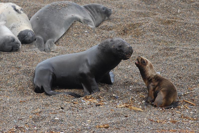 2006-11-21_12-58-44.jpg - Sea Lion, Peninsula Valdes, Argentina