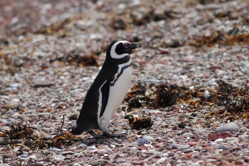 2006-11-22_12-01-49.jpg - Magellanic Penguin, Peninsula Valdes, Argentina