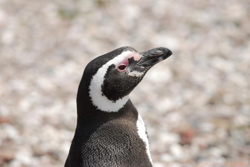 2006-11-22_12-05-24.jpg - Magellanic Penguin, Peninsula Valdes, Argentina