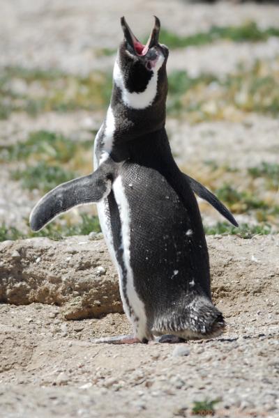 2006-11-22_12-21-48.jpg - Magellanic Penguin, Peninsula Valdes, Argentina