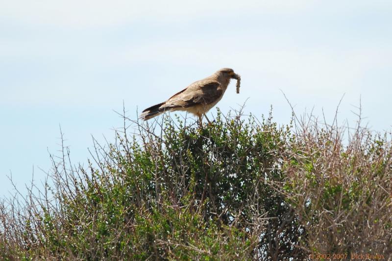 2006-11-22_12-25-00.jpg - Chimango Caracara, Peninsula Valdes, Argentina