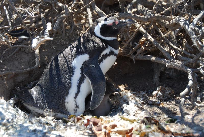 2006-11-22_12-54-57.jpg - Magellanic Penguin, Peninsula Valdes, Argentina