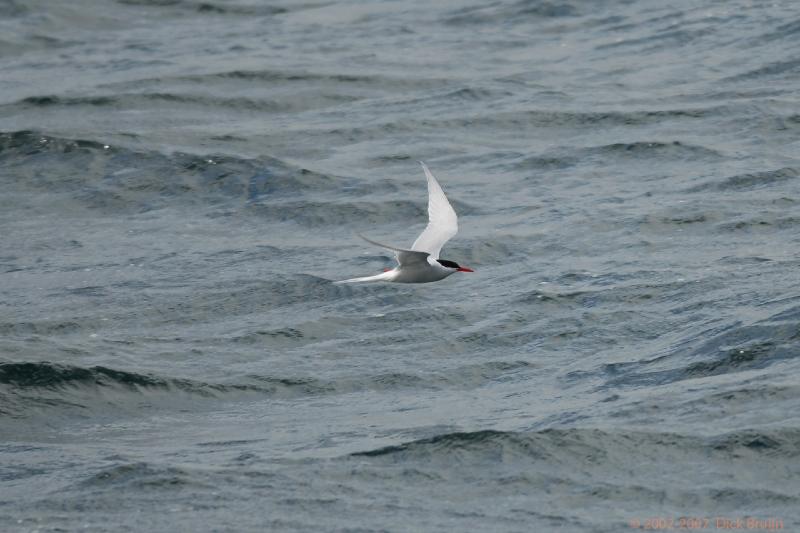 2006-11-24_09-59-02.jpg - Antarctic Tern, Beagle Canal, Argentina