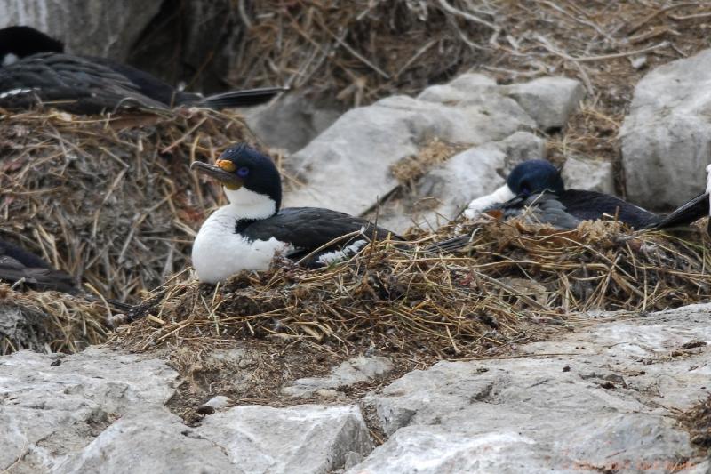 2006-11-24_11-30-31.jpg - King Shag, Beagle Canal, Argentina