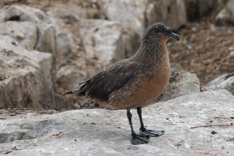 2006-11-24_11-32-40.jpg - Brown Skua, Beagle Canal, Argentina