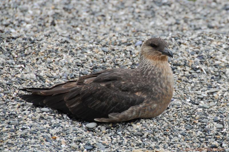 2006-11-24_12-43-10.jpg - Chilean Skua, Beagle Canal, Argentina