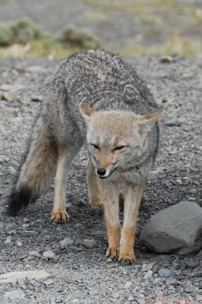 2006-11-26_11-32-53.jpg - Patagonian Fox,Torres del Paine NP, Chile