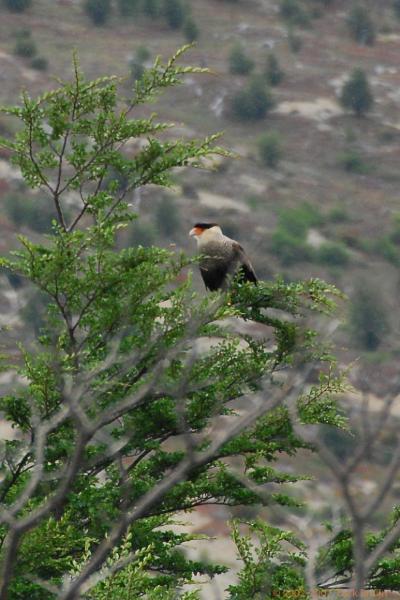 2006-11-27_15-22-56.jpg - Southern Crested Caracara, Torres del Paine NP, Chile