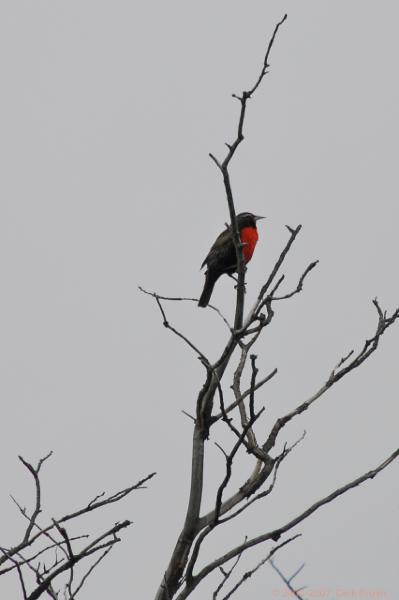 2006-11-27_15-29-08.jpg - Long tailed Meadowlark, Torres del Paine NP, Chile