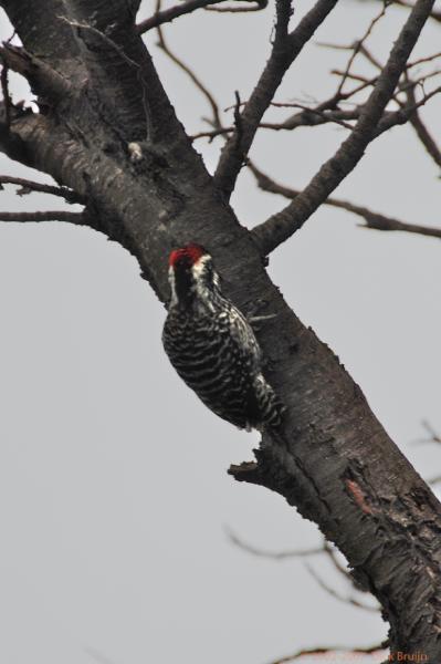 2006-11-27_19-16-27.jpg - Striped Woodpecker, Torres del Paine NP, Chile