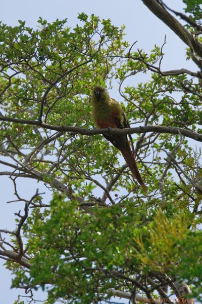 2006-11-28_11-04-43.jpg - Austral Parakeet, Torres del Paine NP, Chile