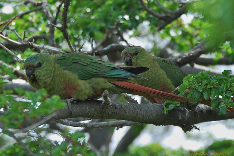 2006-11-28_11-51-04.jpg - Austral Parakeet, Torres del Paine NP, Chile