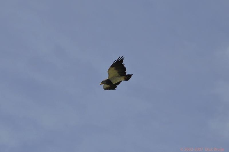 2006-11-28_13-22-53.jpg - Black chested Buzzard-Eagle, Torres del Paine NP, Chile