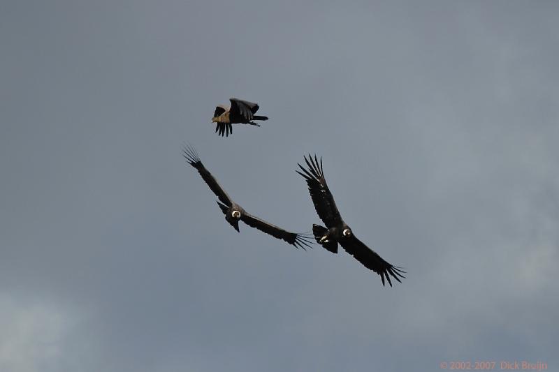 2006-11-29_08-48-44.jpg - Andean Condor, El Calafate - Perito Moreno Glacier, Argentina