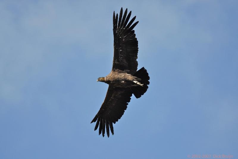 2006-11-29_08-48-59.jpg - Andean Condor, El Calafate - Perito Moreno Glacier, Argentina