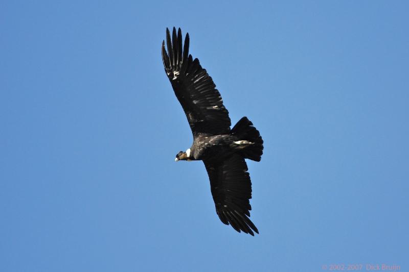 2006-11-29_08-49-02.jpg - Andean Condor, El Calafate - Perito Moreno Glacier, Argentina