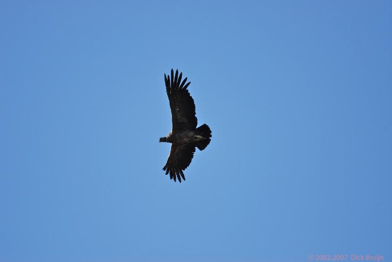 2006-11-29_08-49-09.jpg - Andean Condor, El Calafate - Perito Moreno Glacier, Argentina