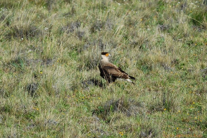 2006-11-29_09-14-17.jpg - Southern Crested Caracara, El Calafate - Perito Moreno Glacier, Argentina