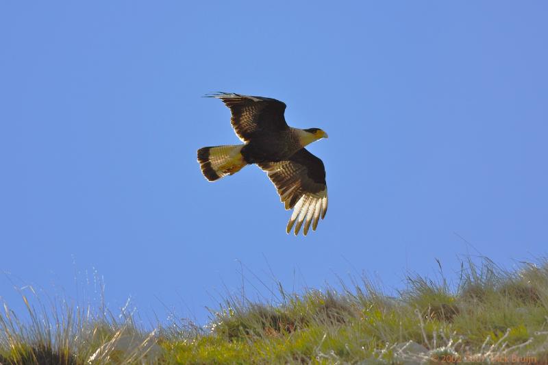 2006-11-29_09-17-06.jpg - Southern Crested Caracara, El Calafate - Perito Moreno Glacier, Argentina